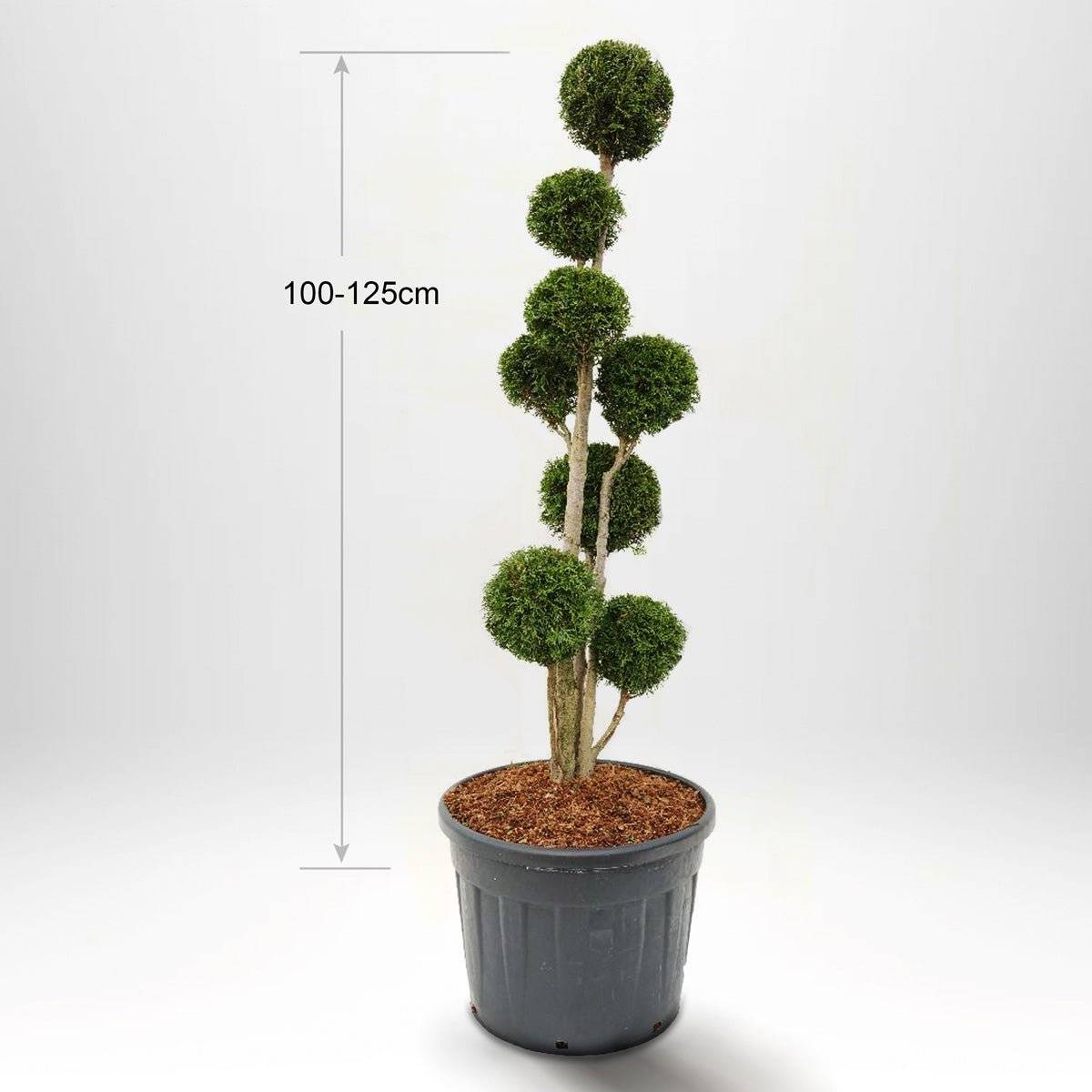 Köp Thuja Smaragd bonsai 60-175 cm, Krukodlad 20-90L, Kvalite: Landscape Quality 100-125 cm - Co 25 Kvalité: LQ Solitär