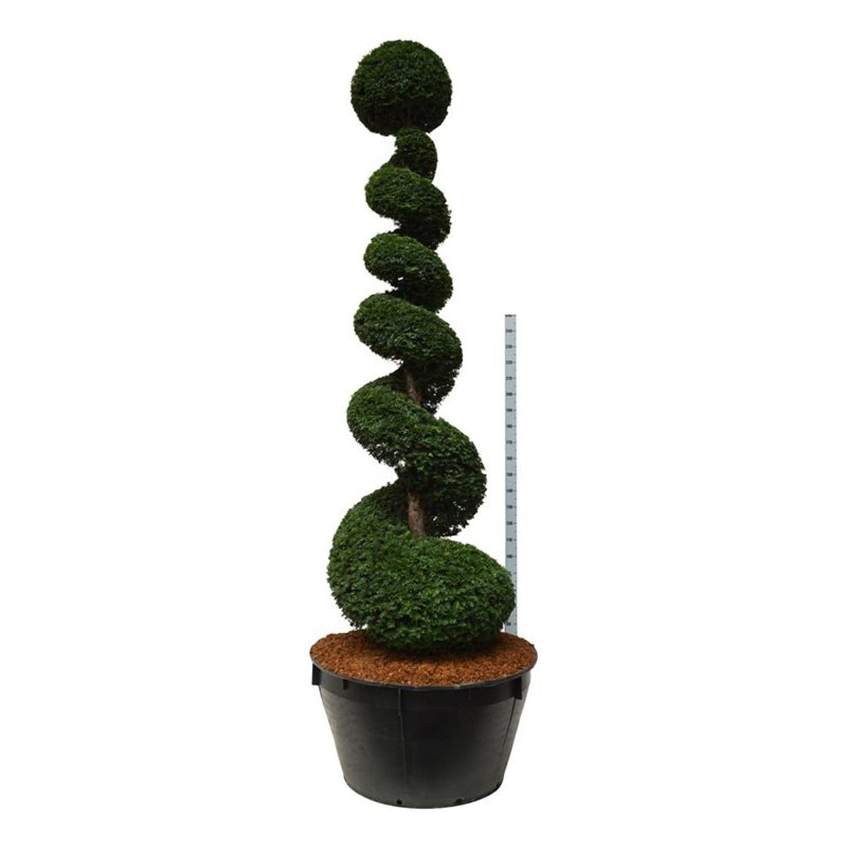 Taxus baccata Spiral 300–350 cm C500 (500 liters kruka)