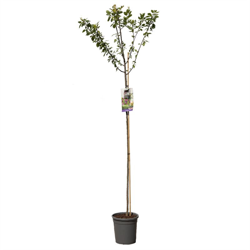Prunus domestica &