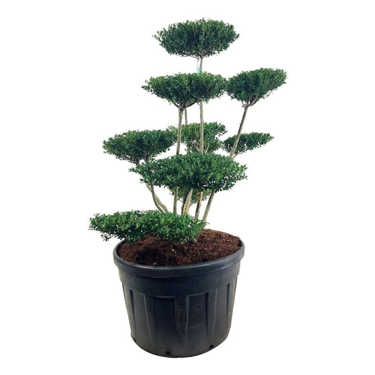 Ilex crenata &
