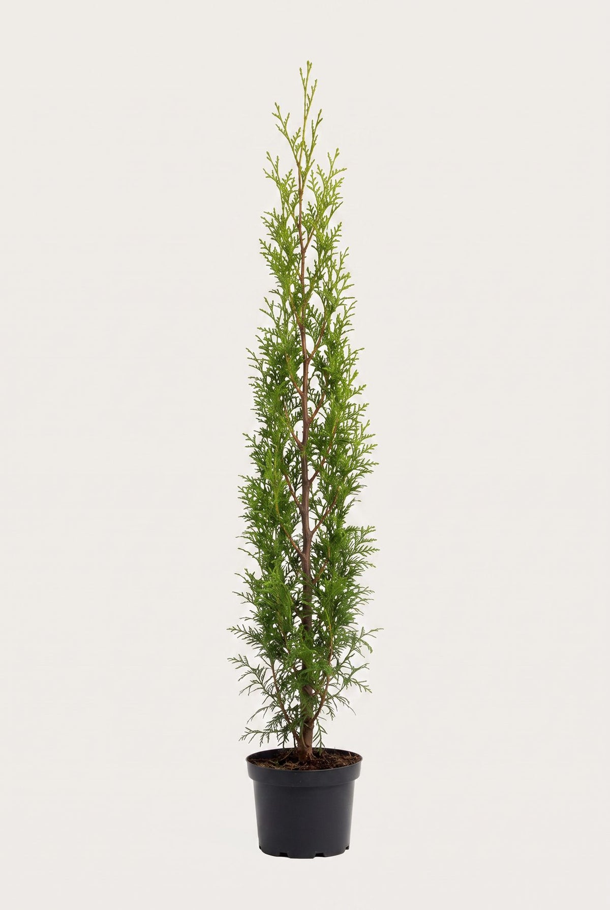 Thuja Brabant krukodlad 160-200 cm i outlet-kvalitet