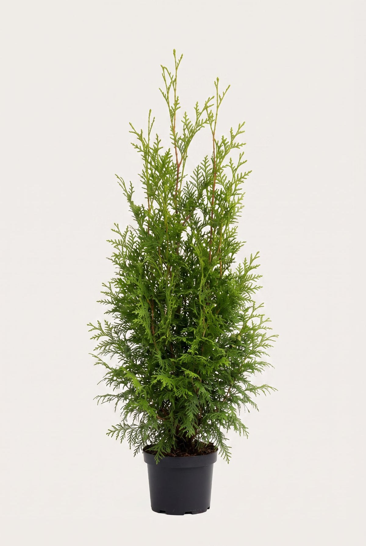 Thuja Brabant krukodlad 80-120 cm i outlet-kvalitet