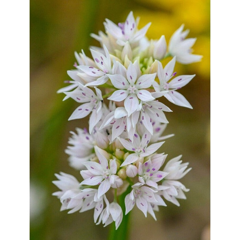 Allium &