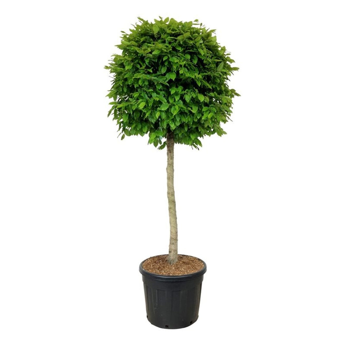 Carpinus betulus Stamträd 125 cm C90 (90 liters kruka)