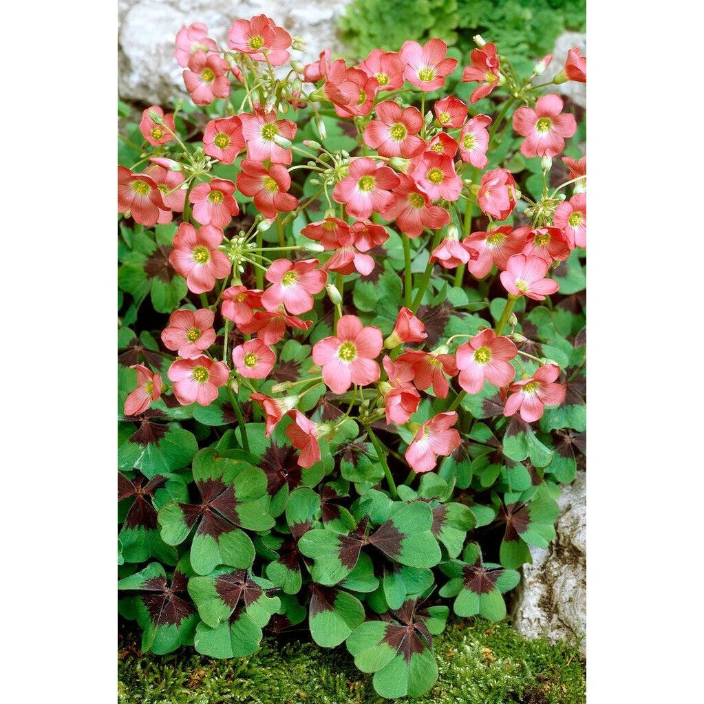 Rosettoxalis-Oxalis Deppei 20-pack