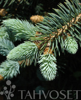 Picea pungens &
