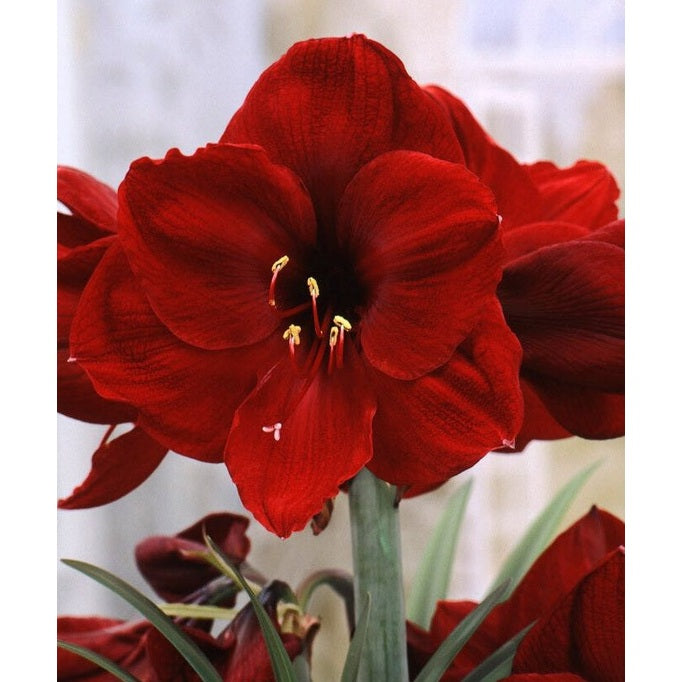 Amaryllis-Hippeastrum &