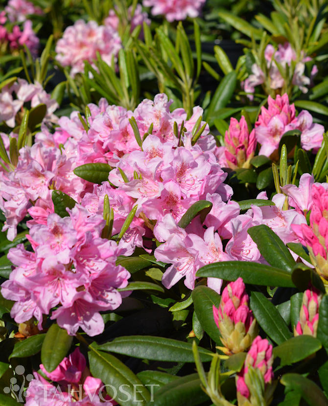 Rhododendron &