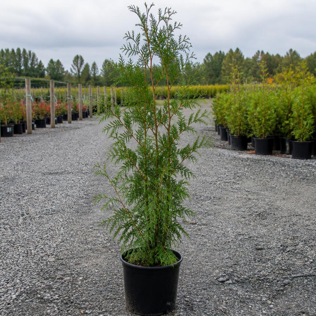 Jättetuja krukodlad 200-240 cm i outlet-kvalitet