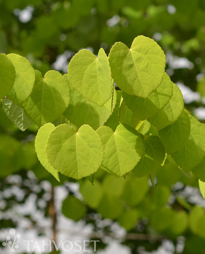 Katsura (Cercidiphyllum japonicum), stammad 150-250 cm, krukodlad