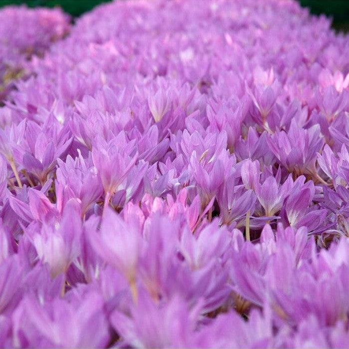 Tidlösa-Colchicum &