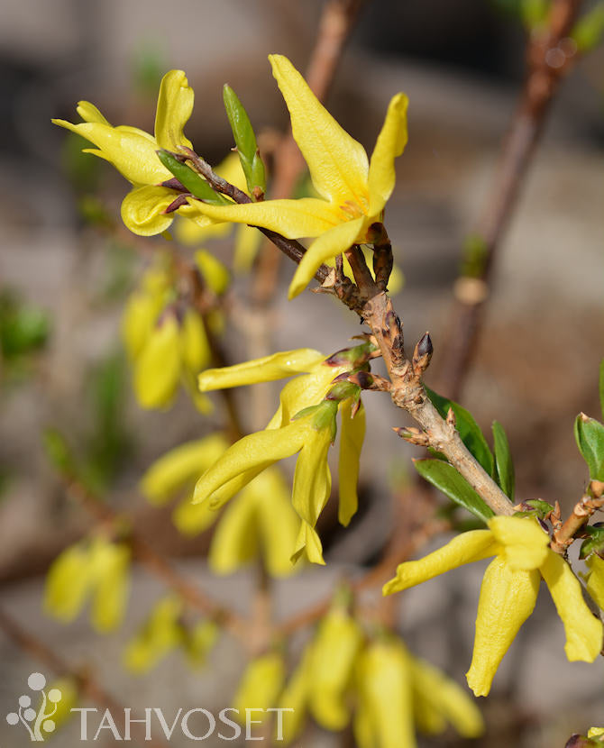Forsythia &