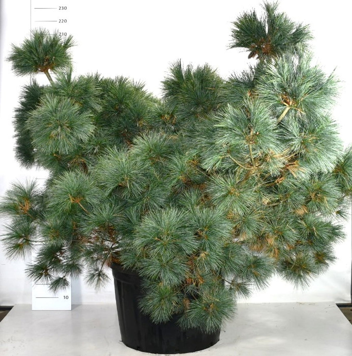 Västra vittall – Pinus strobus &