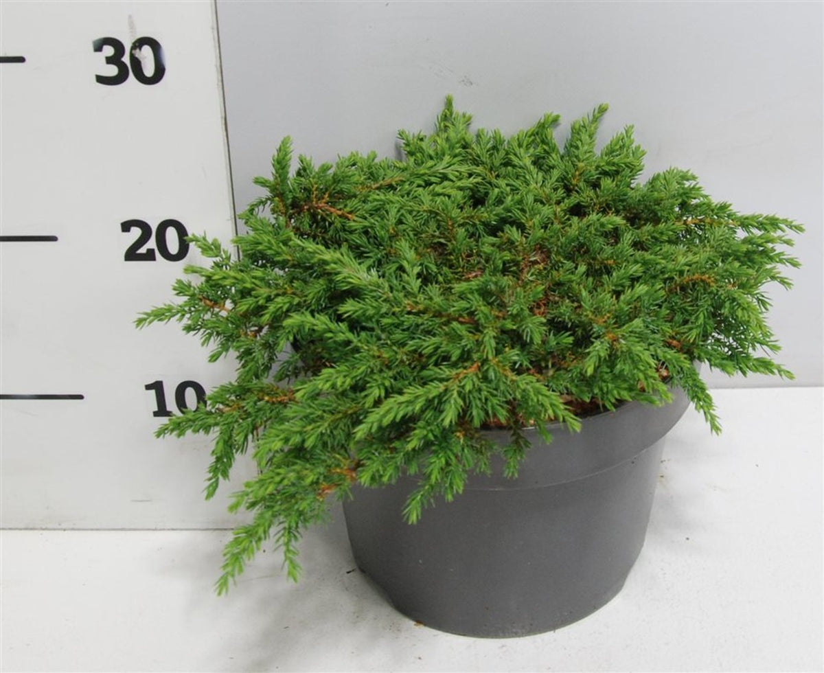 En – Juniperus communis &