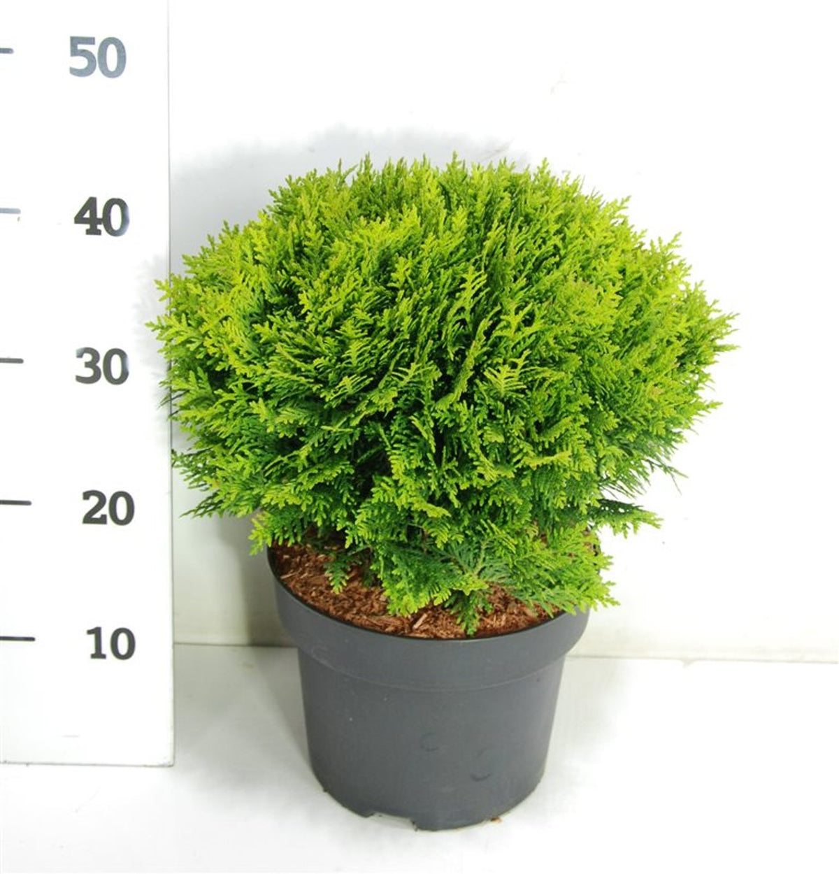 Thuja – Thuja occidentalis &