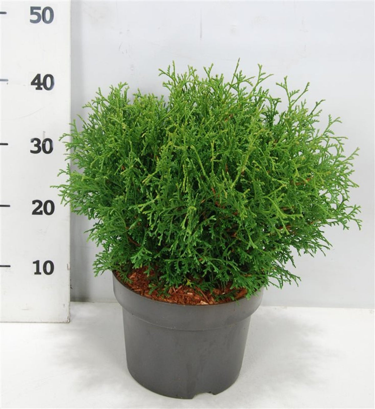 Thuja – Thuja occidentalis &