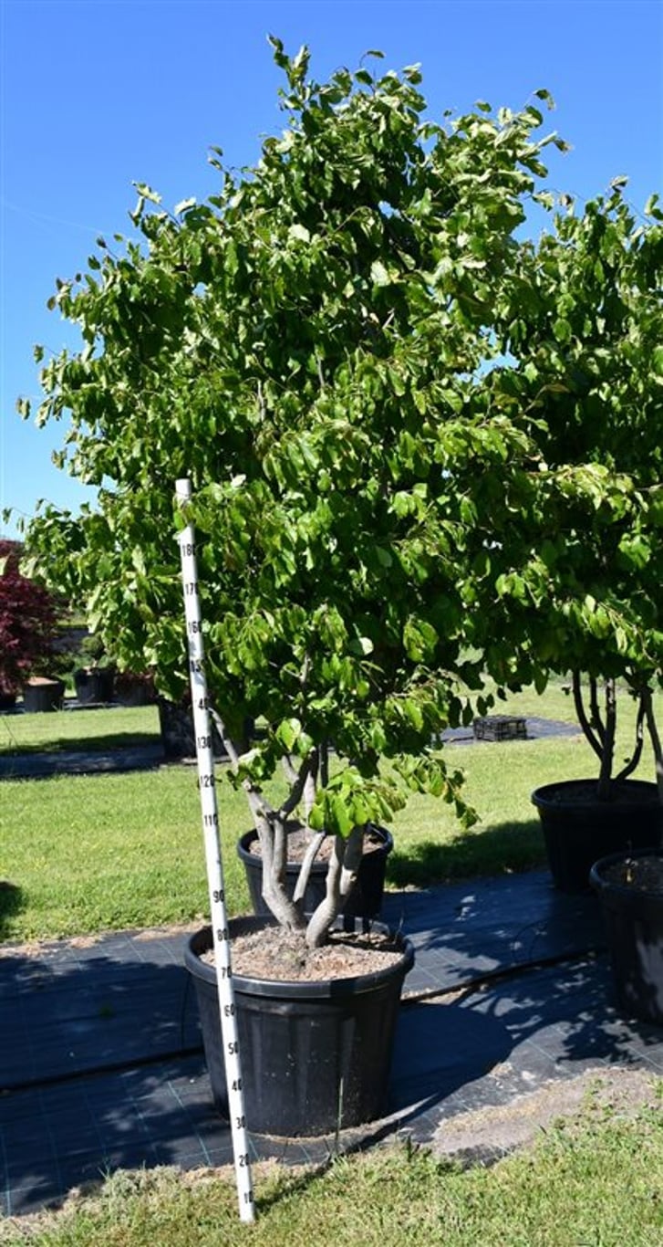 Persiskt järnträd – Parrotia persica - C180 200-250 cm. Meerstammig