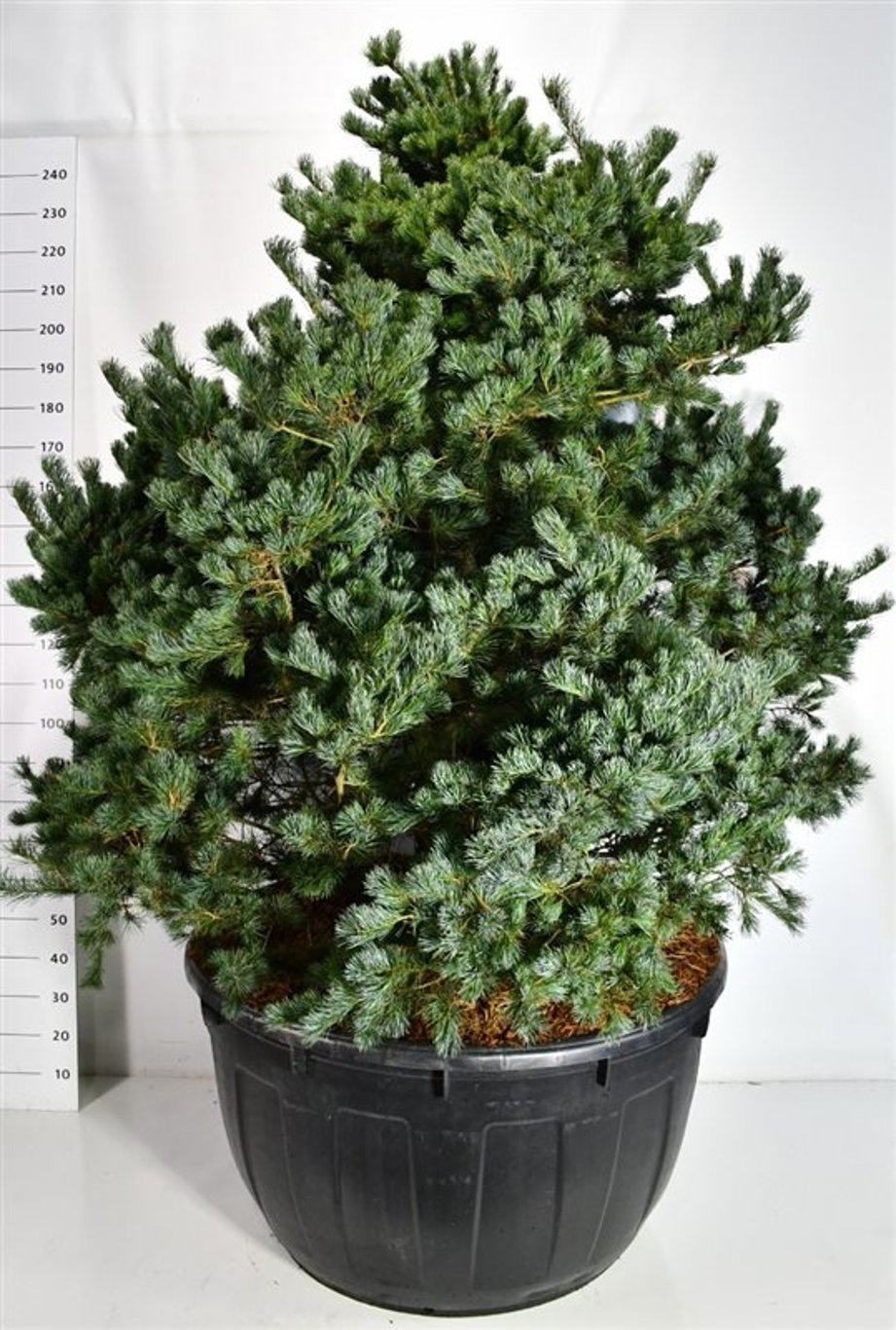 Japansk vittall – Pinus parviflora &