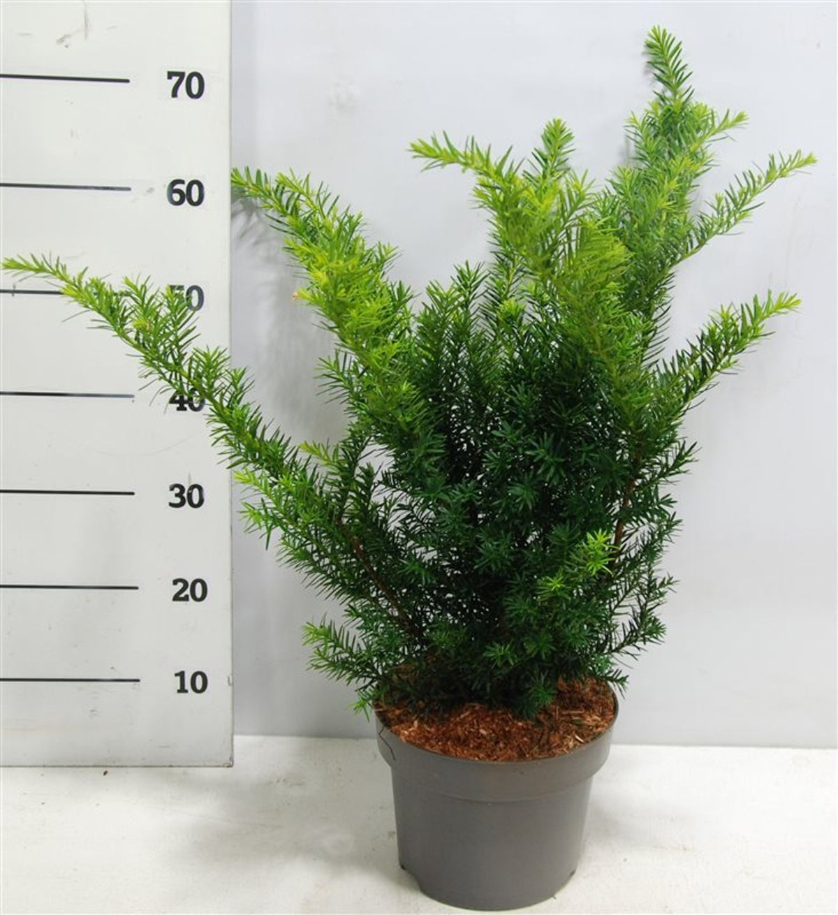 Hybrididegran – Taxus media &