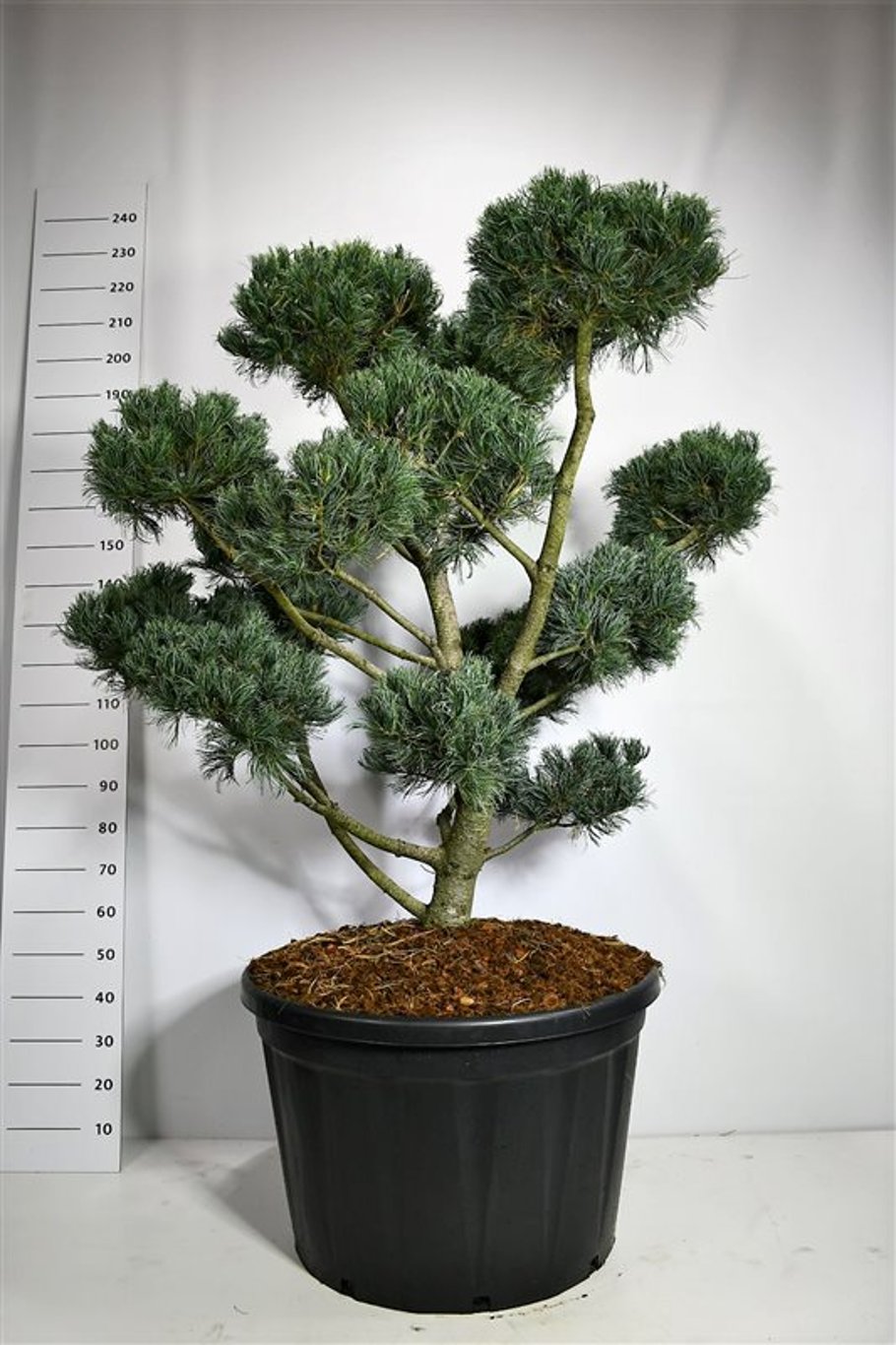Japansk vittall – Pinus parviflora &