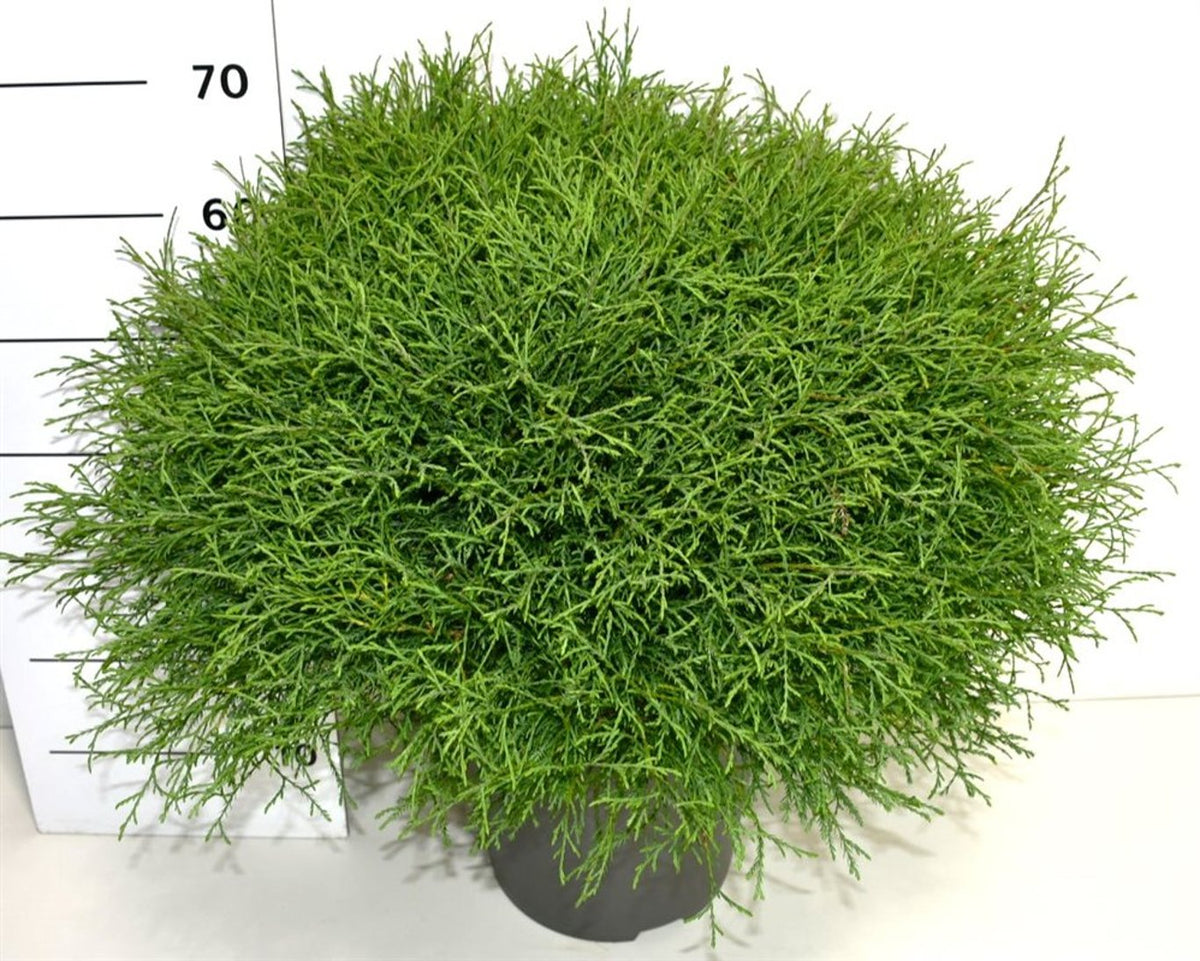Thuja – Thuja occidentalis &