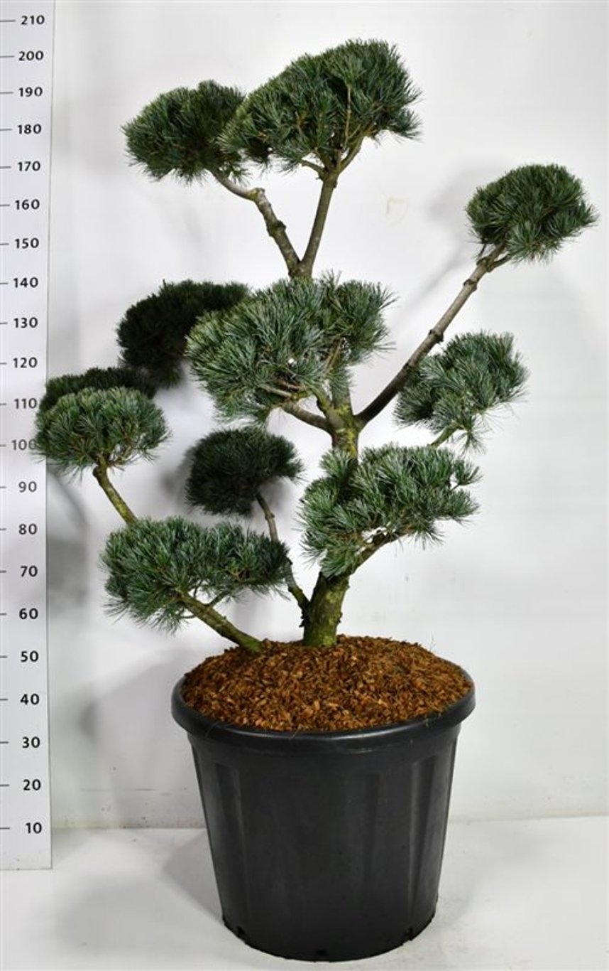 Japansk vittall – Pinus parviflora &