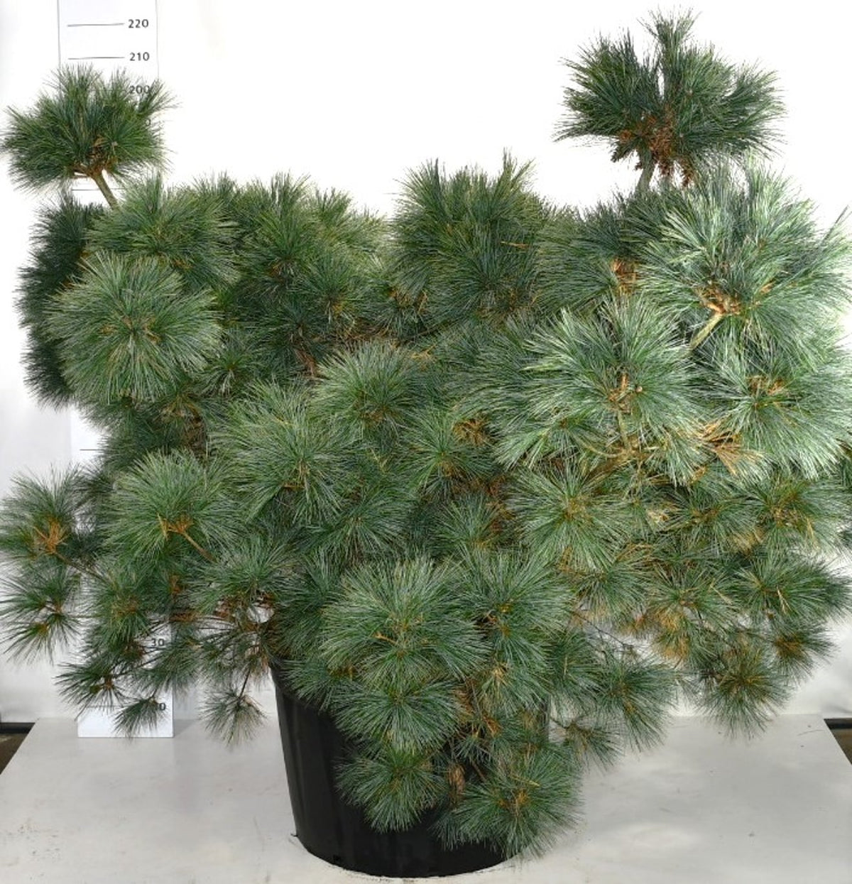 Västra vittall – Pinus strobus &