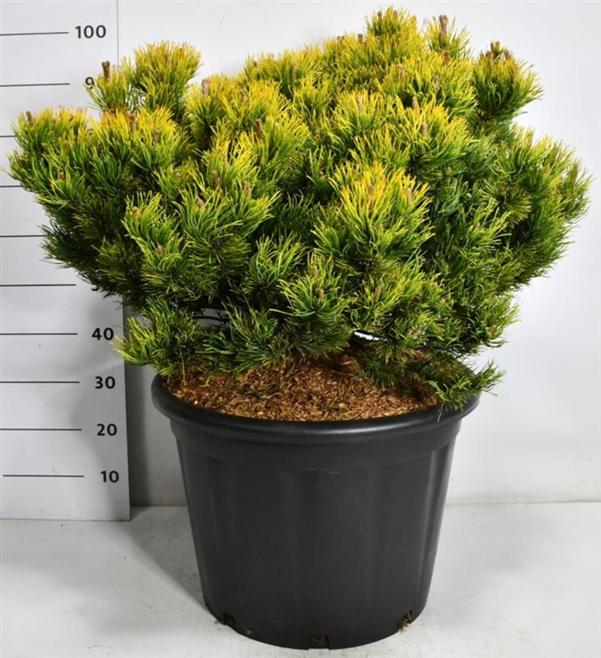 Bergtall – Pinus mugo &