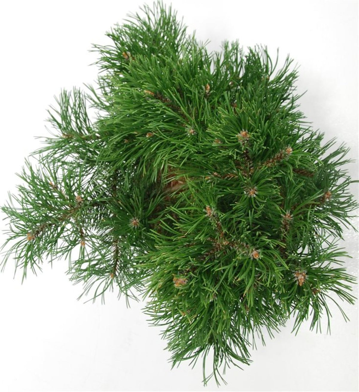 Bergtall – Pinus mugo &