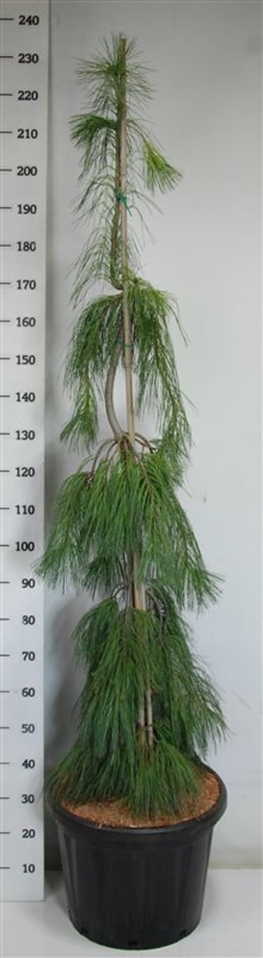 Västra vittall – Pinus strobus &