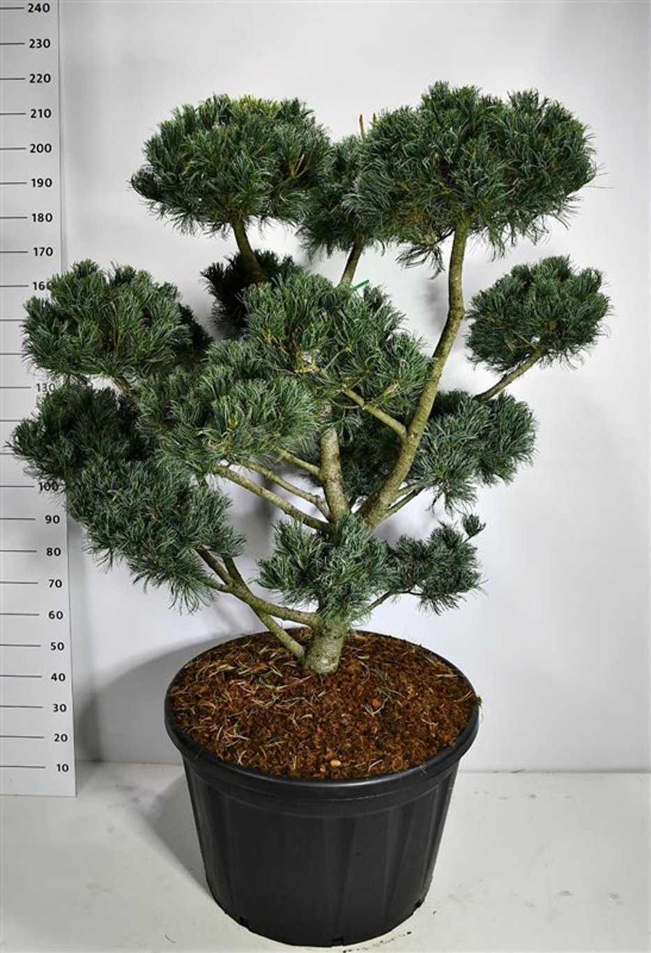 Japansk vittall – Pinus parviflora &