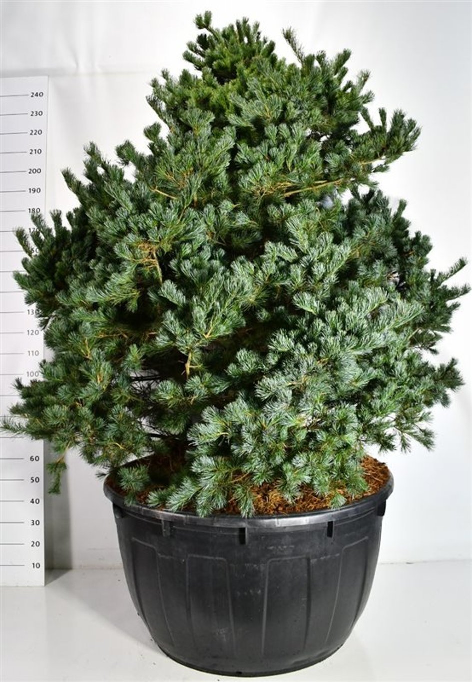 Japansk vittall – Pinus parviflora &