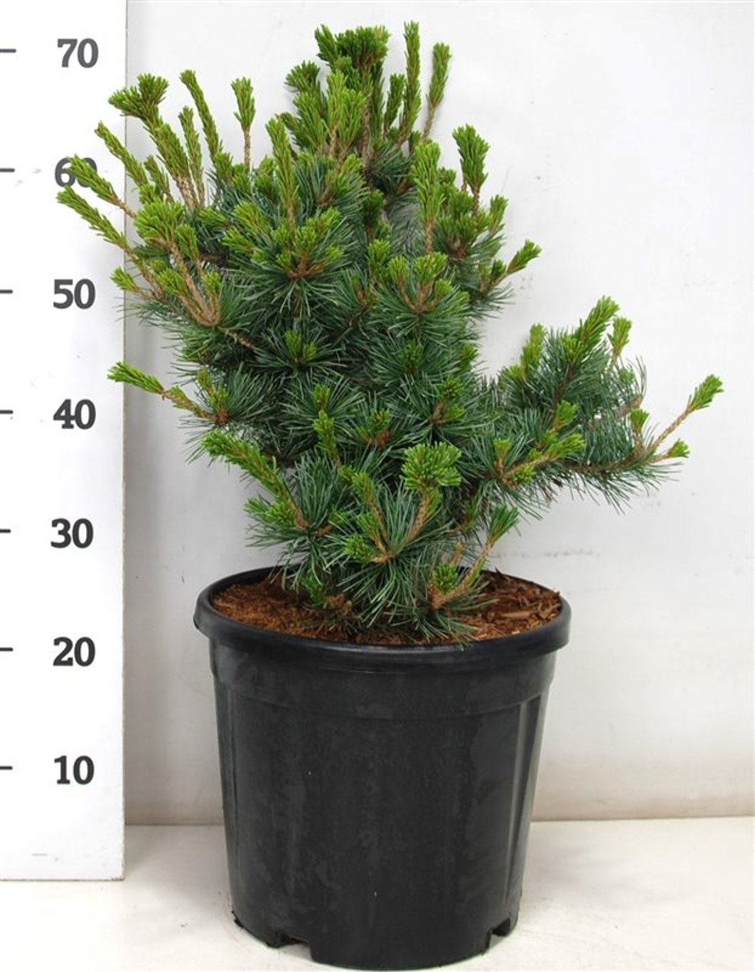 Japansk vittall – Pinus parviflora &