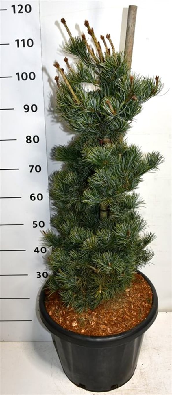 Japansk vittall – Pinus parviflora &