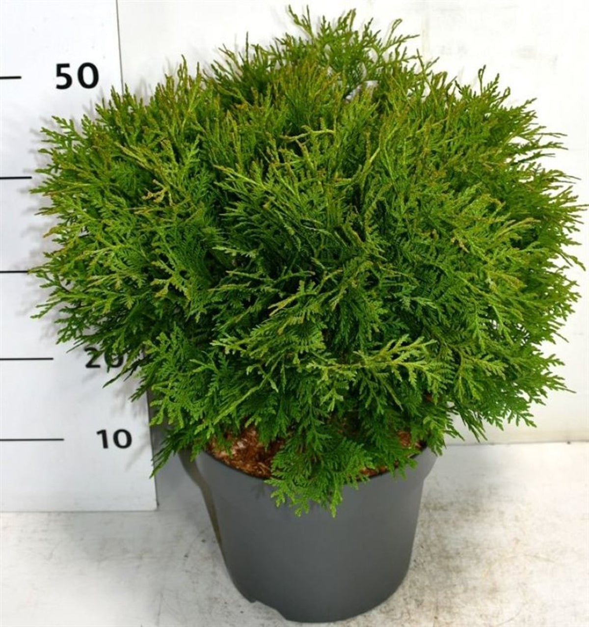 Thuja – Thuja occidentalis &