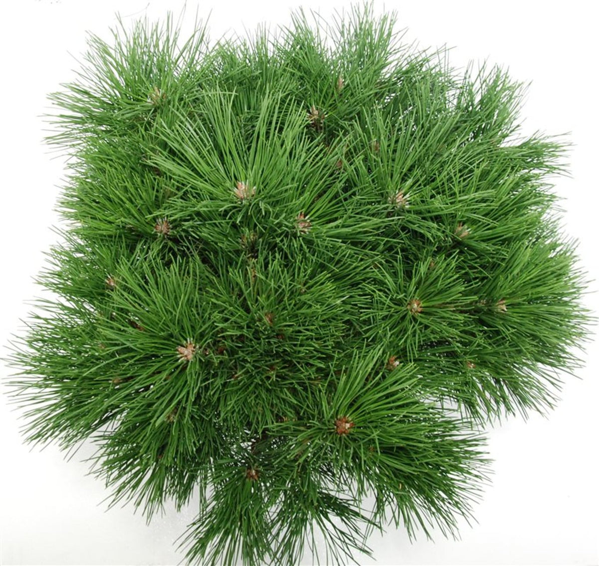 Svarttall – Pinus nigra &