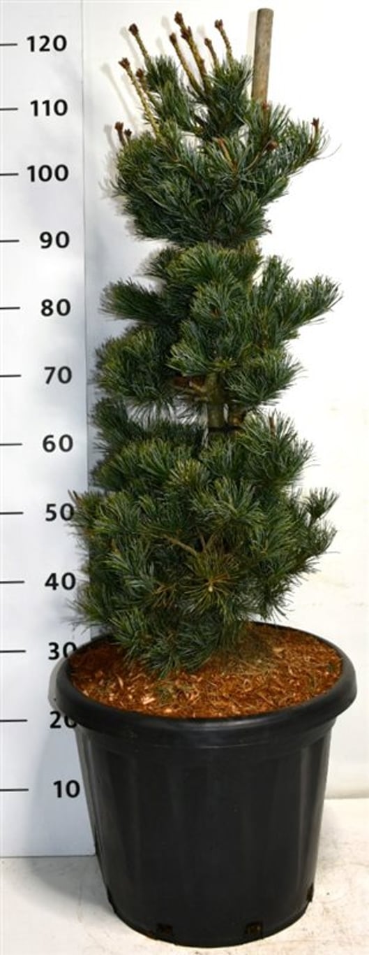Japansk vittall – Pinus parviflora &