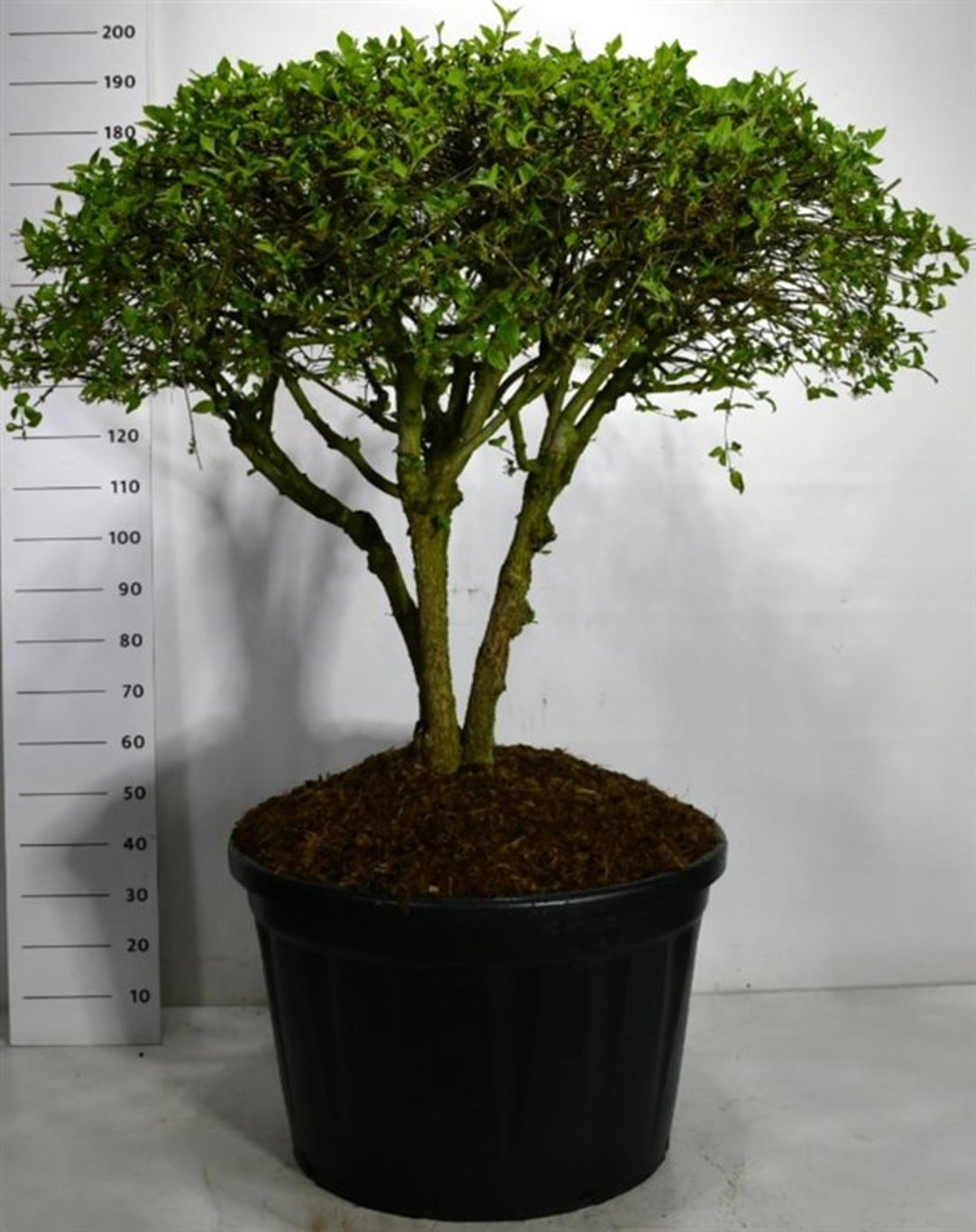 Cornus mas – Cornus mas - C230 100-125 cm. Parasol