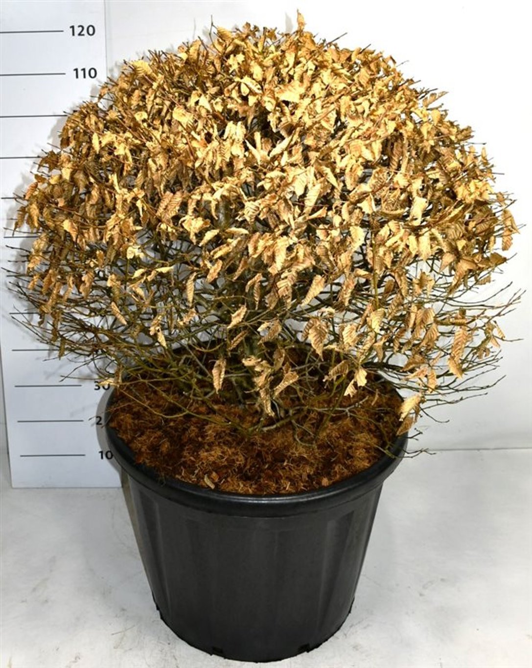 Avenbok – Carpinus betulus - C110 80-90 cm. Bol