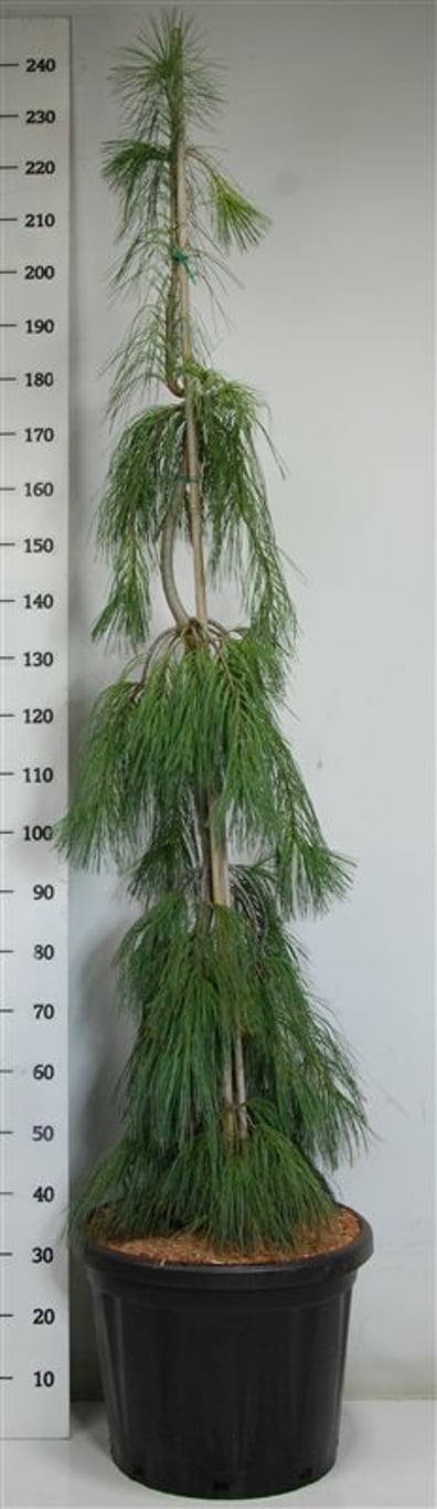Västra vittall – Pinus strobus &