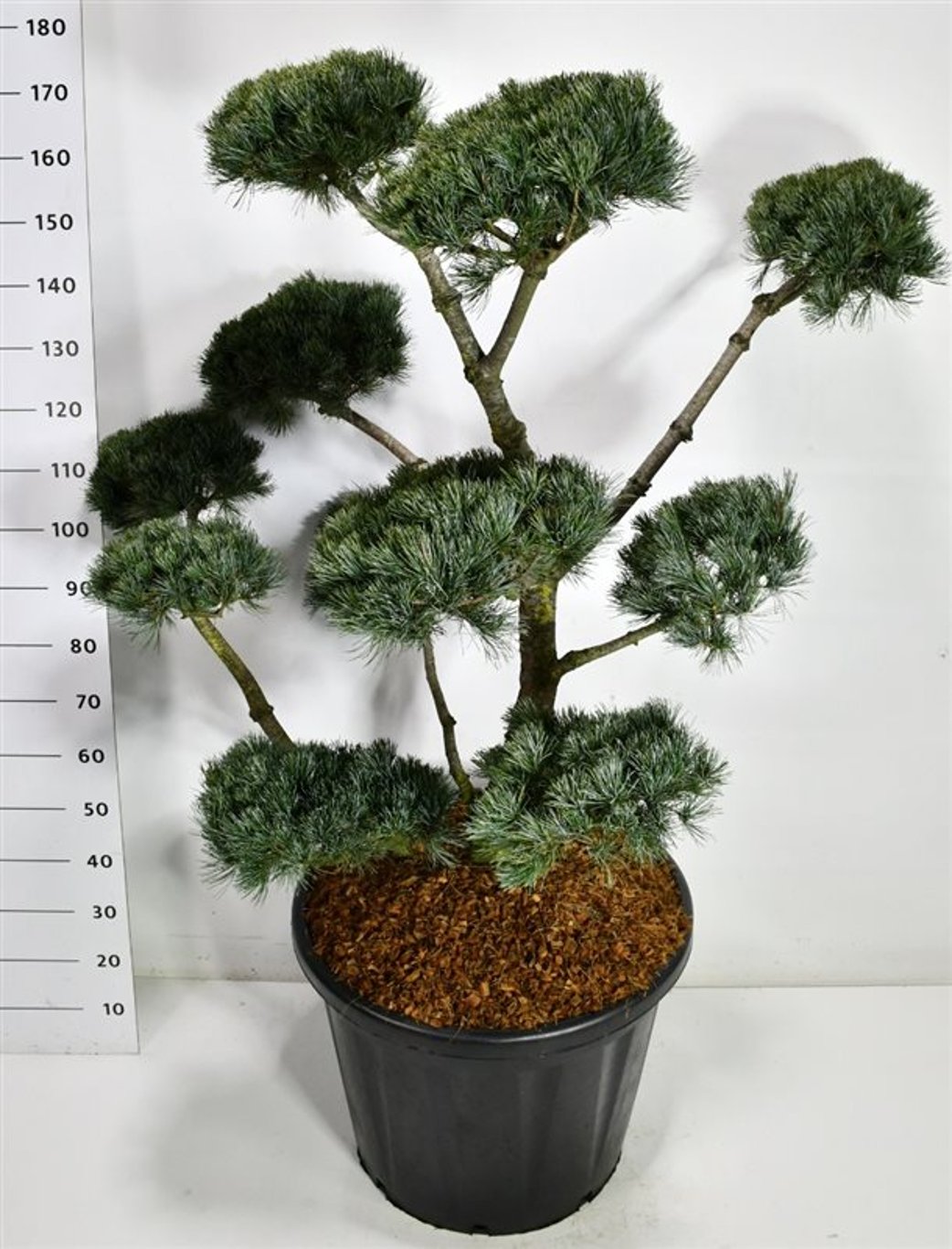 Japansk vittall – Pinus parviflora &