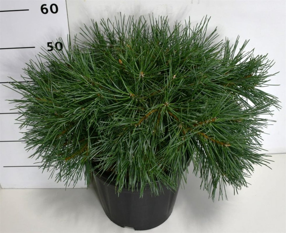 Tall – Pinus sylvestris &