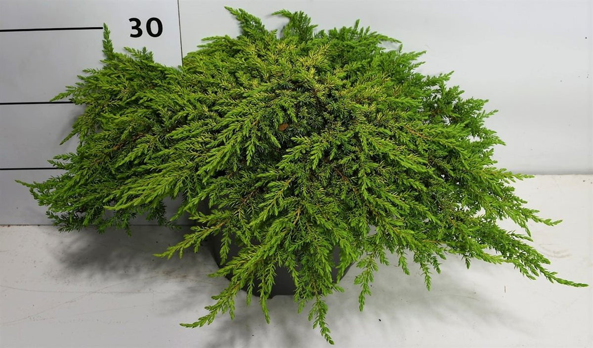 En – Juniperus communis &
