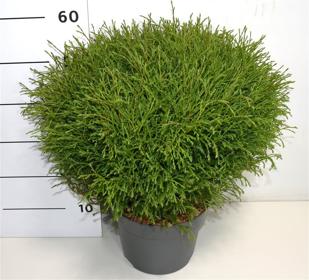 Thuja – Thuja occidentalis &