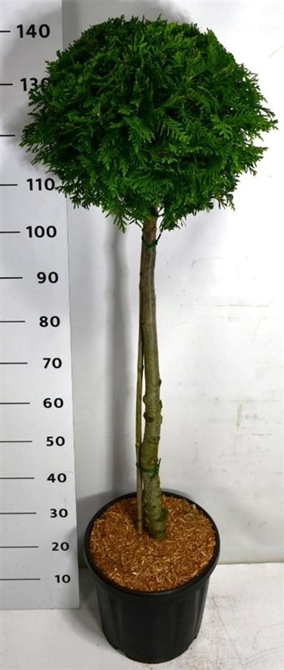 Thuja – Thuja occidentalis &