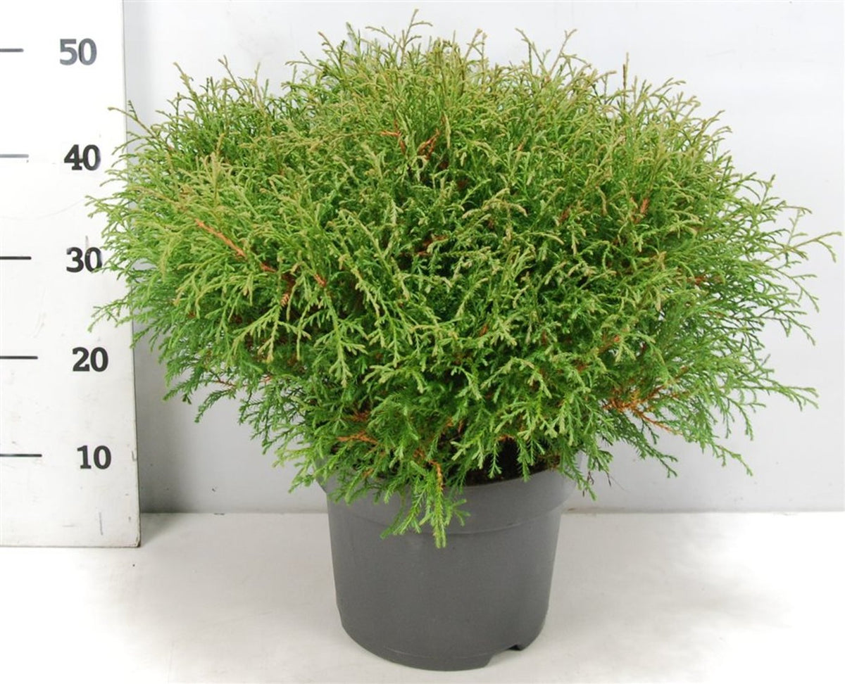 Thuja – Thuja occidentalis &