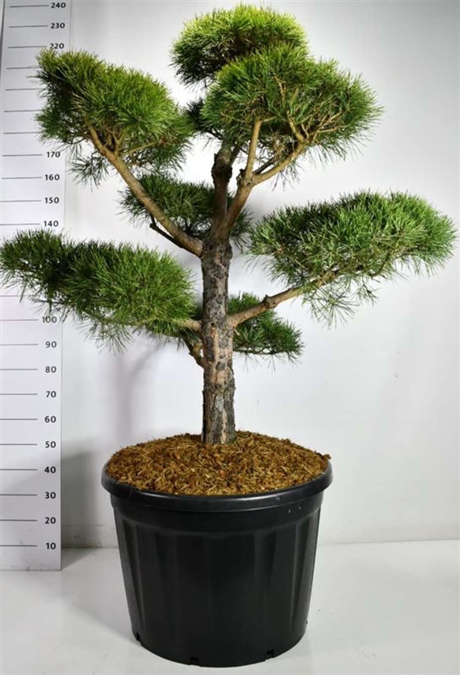 Tall – Pinus sylvestris - C180 140-160 cm. Bonsai