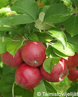 Höstäpple &