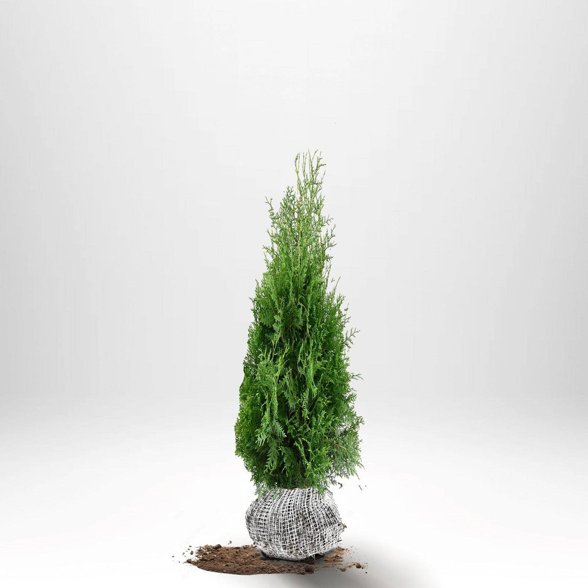 Thuja Brabant 80-100 cm, RB · S
