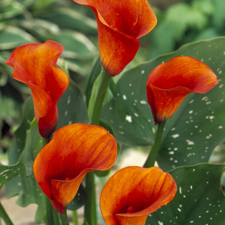 Zantedeschia Mango 1-pack